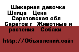 Шикарная девочка Шпица › Цена ­ 25 000 - Саратовская обл., Саратов г. Животные и растения » Собаки   